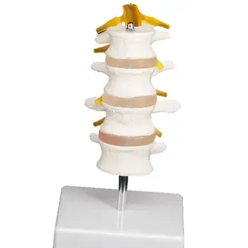 Viața Patru Trei Secțiunea coloanei Vertebrale Lombare Model de Schelet cu Stand Medicale de Predare Ajutor pentru Formare, Educație